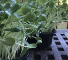 Sunflower Sprouts